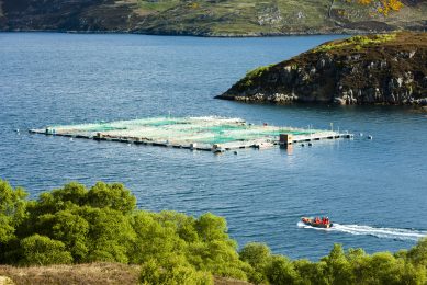 Sustainable salmon feed. Photo: Richard Semik