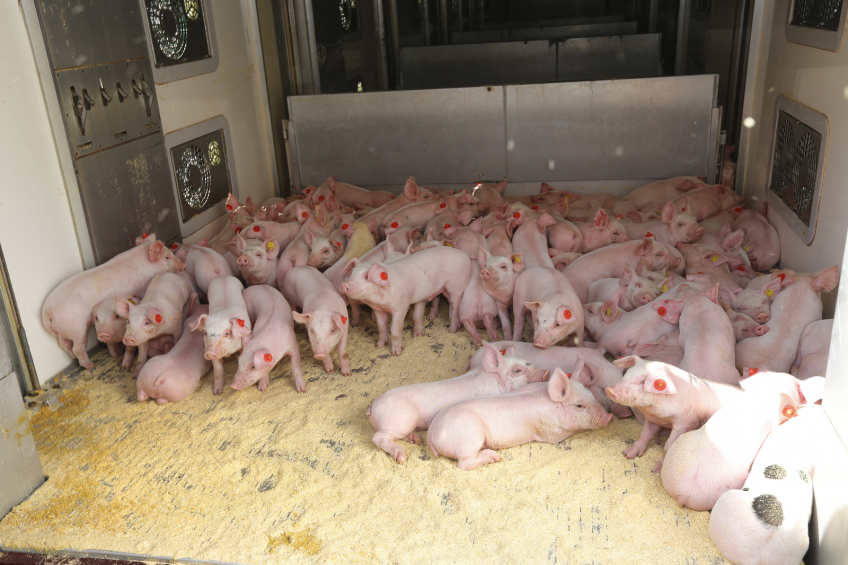 Pig production down in Poland