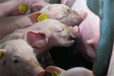 More piglets per sow with Nedap feeding station