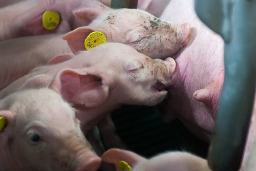 More piglets per sow with Nedap feeding station