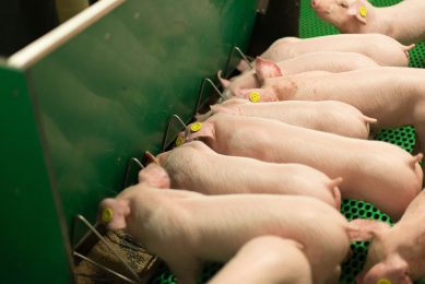 Piglets during a digestibility trial. Photo: Joosten Young Animal Nutrition