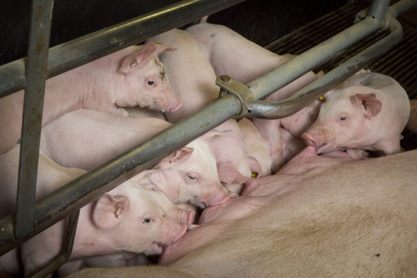 A balanced approach in sow and piglet diets. Photo: Koos Groenewold