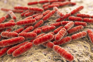Lactic acid bacteria act competitively towards pathogenic bacteria. Photo: Shutterstock