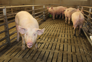 The largest finishers at the Chiozzi brothers  farm can live up to about 12 months and reach a whopping 220 kg (485 lbs).