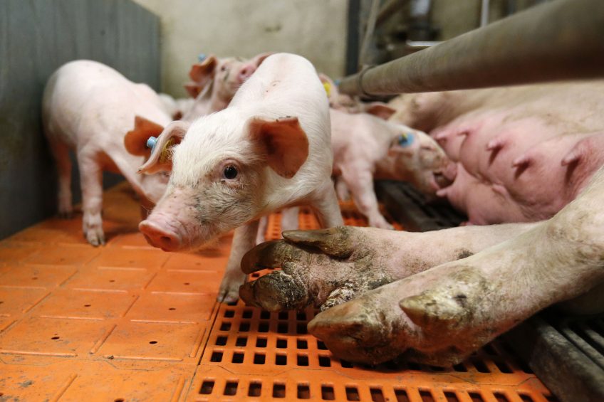 The pestivirus causing congenital virus affects the youngest piglets, which makes drinking milk difficult. The piglets in this image are healthy. Photo: Bert Jansen
