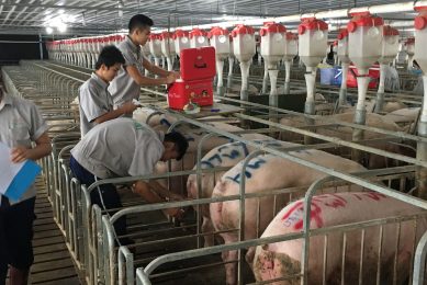 GreenFeed staff doing last checks before insemination of dry sows. Photo: GreenFeed