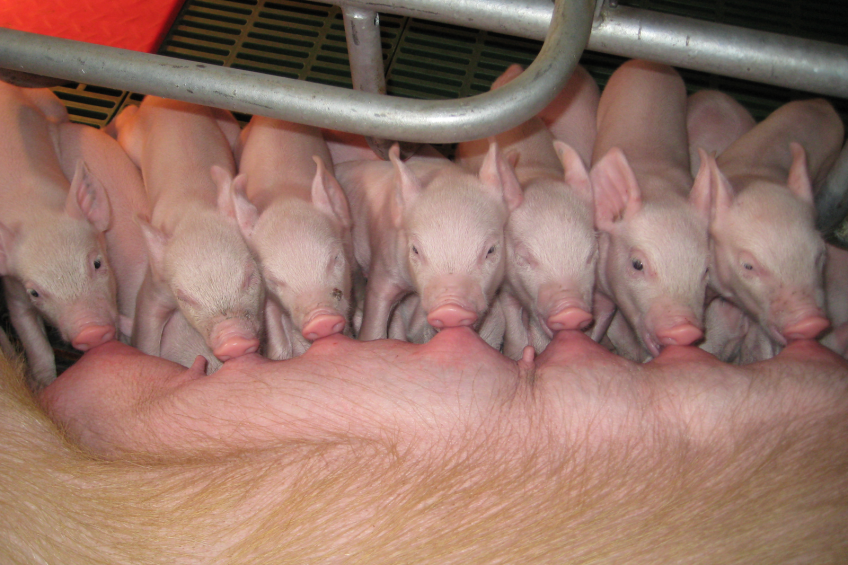 Genomics and its impact on future pig breeding - Pig Progress