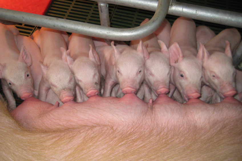 Future Pig Breeding