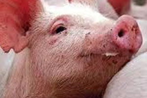 Nitrogen gas foam for humane culling of pigs