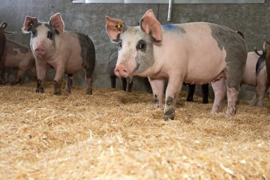 Grow-finish pigs could benefit from a multi-enzyme complex as a dietary addition. - Photo: Twan Wiermans
