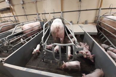 A healthy and high performing Danish sow at the trial. Photo: Vivi Aarestrup Moustsen
