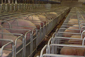 Inexcusable: Non-compliance with sow stall ban in EU&apos;