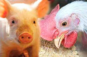 UK: Combining pig and poultry research for mutual benefit
