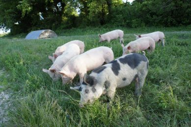3 steps France is taking to improve organic pig feed. Photo: Phillip Caldier