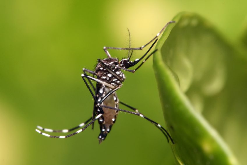 Pigs could give early warnings of Zika virus. Photo: Muhammad Mahdi Karim