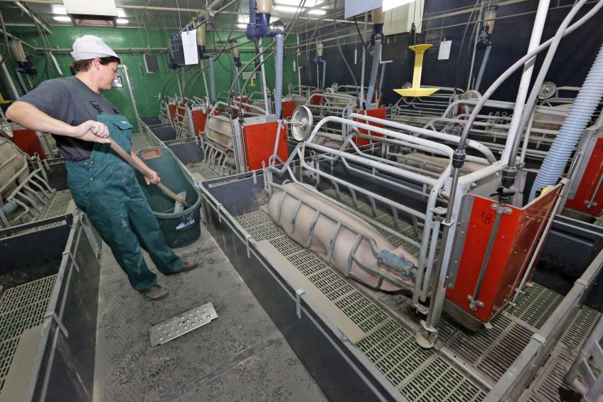 Every day, manure is being removed from the farrowing pens, thus creating a minimum of manure inside the pig house. Less ammonia is better for both climate and health. Photo: Henk Riswick