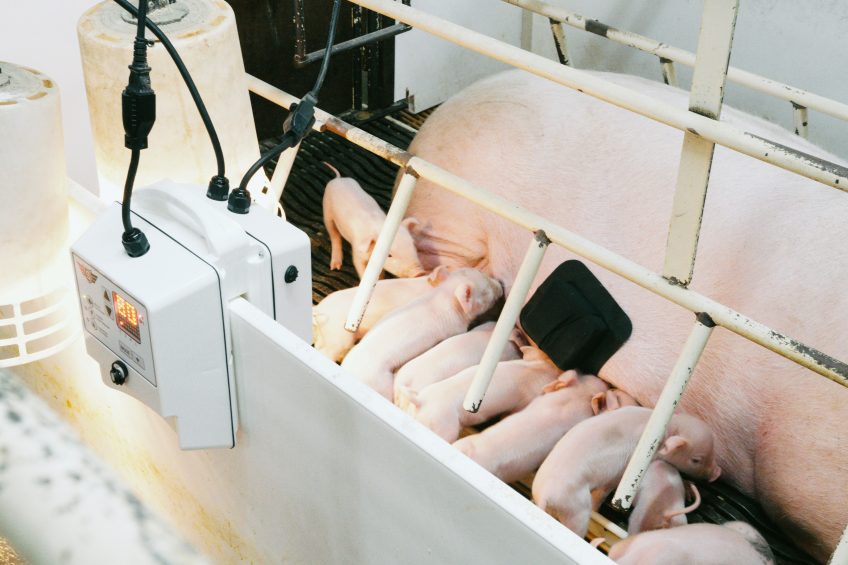 US system uses sensors to reduce crushed piglets. Photo: Matthew Rooda