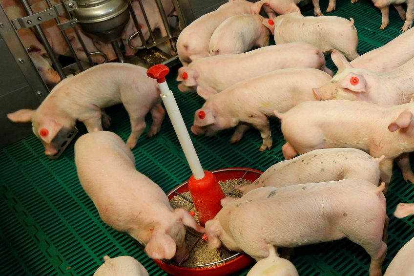 Just-weaned piglets have been observed to thrive when humic acids are being added to their diets.