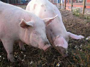 Creating a  green  feed for pigs