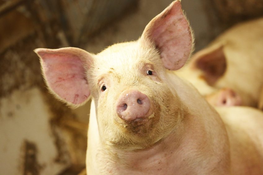 Denmark: bonus for antibiotic-free pigs. Photo: Henk Riswick