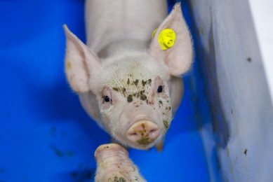 Piglets from CSF infected sows can have high virus loads but not show any immune response. Photo: Bert Jansen