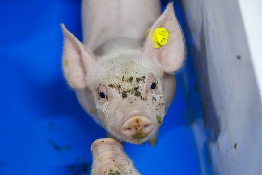 Piglets from CSF infected sows can have high virus loads but not show any immune response. Photo: Bert Jansen