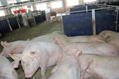 In the parent stock farm, the gestating sows are kept in group housing with Electronic Sow Feeding (ESF) equipment by Weda. Foto: Photo: Vincent ter Beek