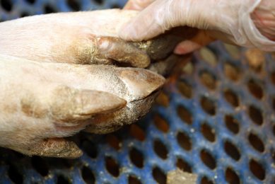 Claw care at a farm in the Netherlands. Photo: Henk Riswick