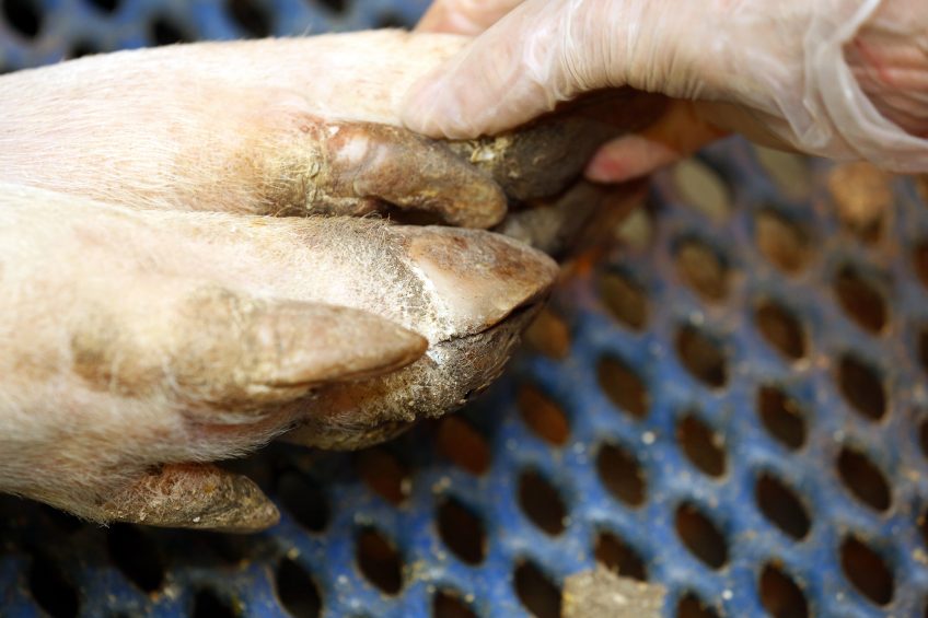 Claw care at a farm in the Netherlands. Photo: Henk Riswick