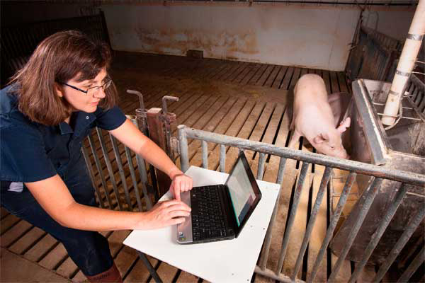 Monitoring the feeding behaviour of pigs