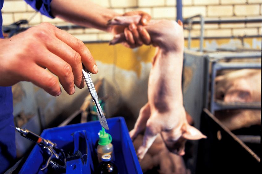 Germany: Anaesthetics mandatory at pig castration. Photo: Mark Pasveer