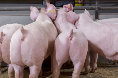 Supplemental feeding not only helps piglets around weaning, but also affects post-weaning performance. Photo: Trouw Nutrition