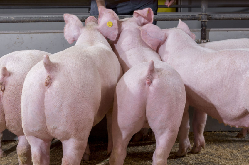 Supplemental feeding not only helps piglets around weaning, but also affects post-weaning performance. Photo: Trouw Nutrition