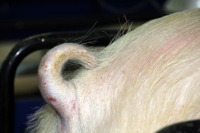 3D camera can help reduce tail biting in pigs. Photo: Henk Riswick