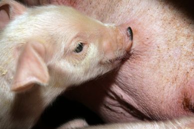Do  nurse sows  suffer from their role? Photo: Henk Riswick