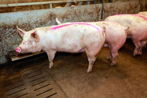More sustainability leads to higher pig profits?