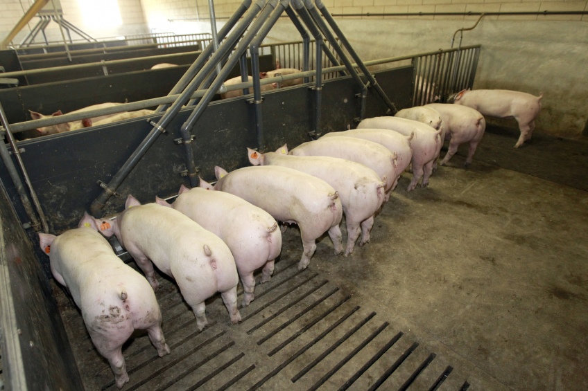 IRTA: Strategies improving pig feed conversion