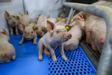 The trial was done with young piglets that had been vaccinated at 3-5 days of age. The litter in the picture was not involved. - Photo: Bert Jansen