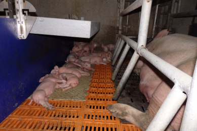 A litter of piglets from a sow that is vaccinated with ReproCyc against PRRSv. [Photo Boehringer Ingelheim<span class="see extended_valid_elements" id="_plain_text_marker">] <br /></span>