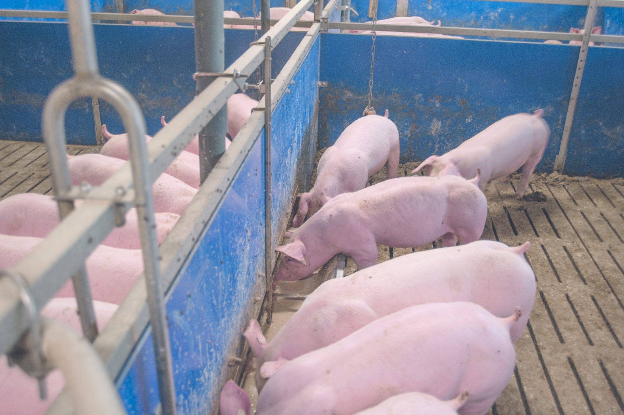 Fermented liquid feed on the rise in Germany - Pig Progress