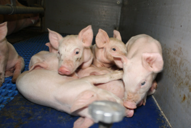 Round feeding dish good for piglets