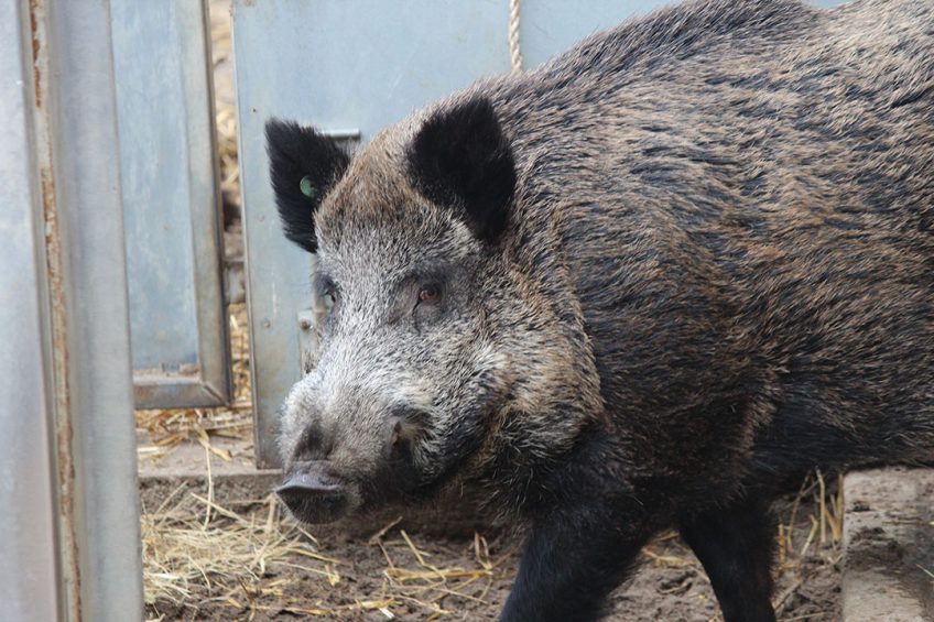 This particular wild boar will not spread the ASF virus very quickly as it was held in captivity at the FLI in Germany. - Photo: Vincent ter Beek