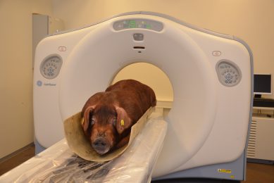 A Duroc boar in a CT scanner. The scan tells lots of things about the pig. Photo: Topigs Norsvin