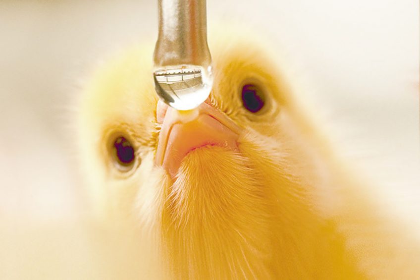 Water essential for reducing antibiotics - Pig Progress
