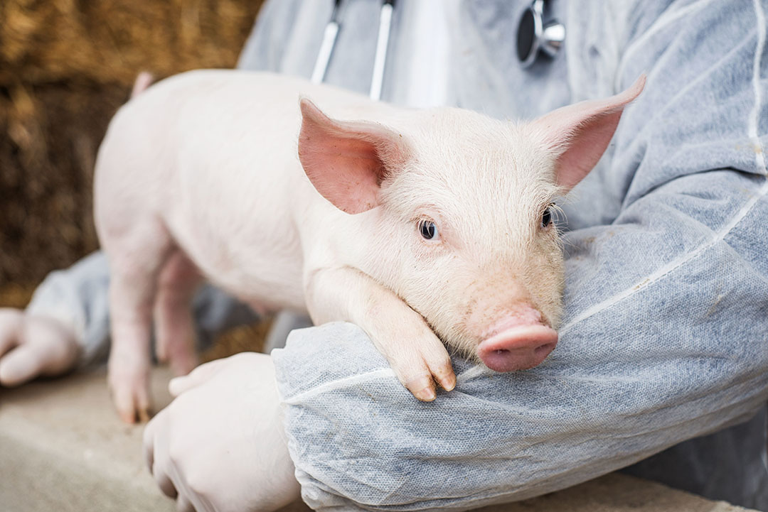 Plant proteins can replace animal proteins - Pig Progress