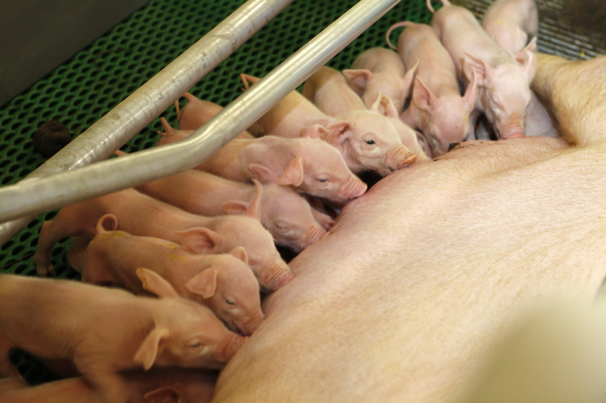 Feeding strategies for hyperprolific sows