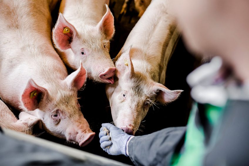 When piglets are well protected during weaning, this guarantees growth in the subsequent growing/finisher phases. Photo: Delacon