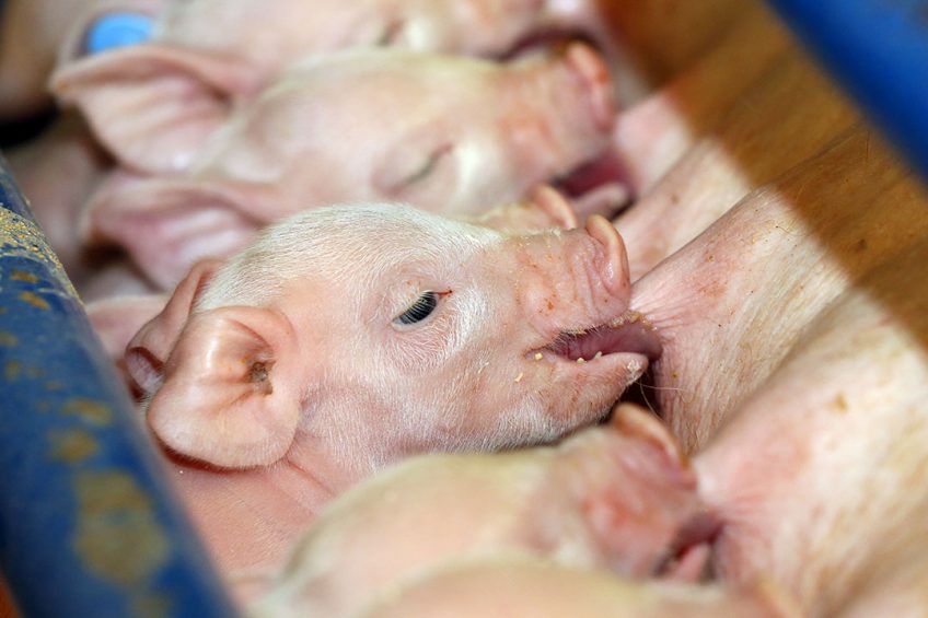 A mother feeding her babies, also very common in swine production! - Photo: Henk Riswick
