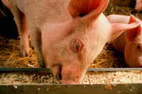 Reduce Aflatoxin B1 in pig feed