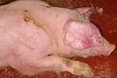 A pig that is affected by ASF - one of the characteristics is the occurrence of petechias. Photo: Lina Mur